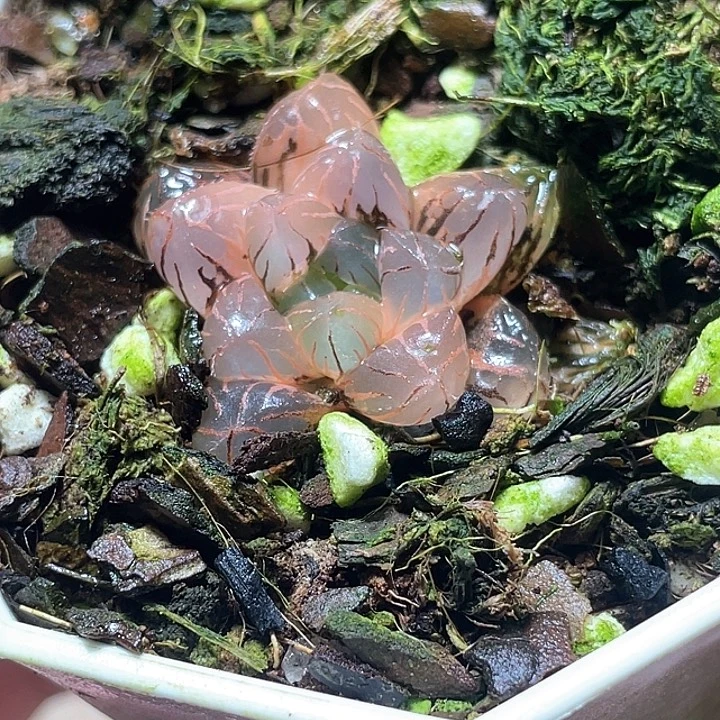 555冰灯锦特选福利