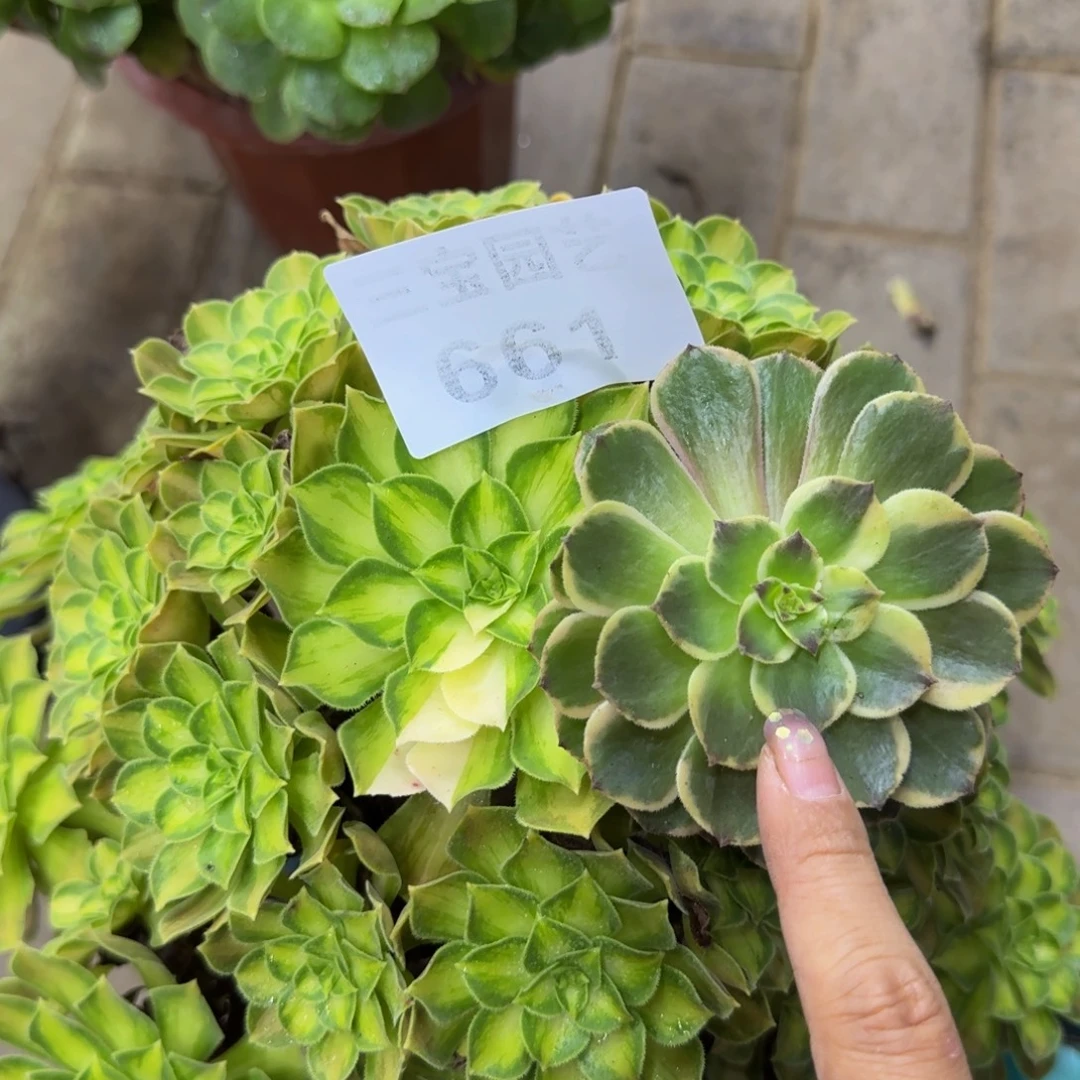 多肉植物661韶华法师