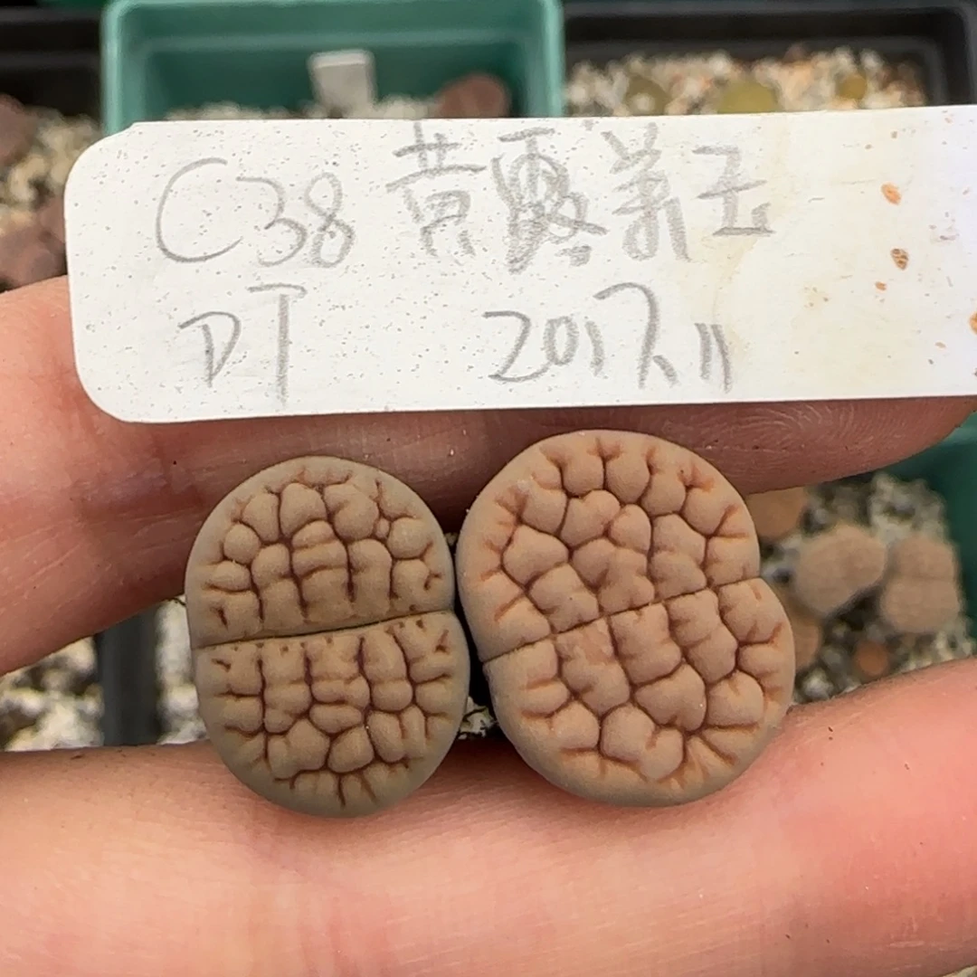 面****8.7。   露美玉。   9052
