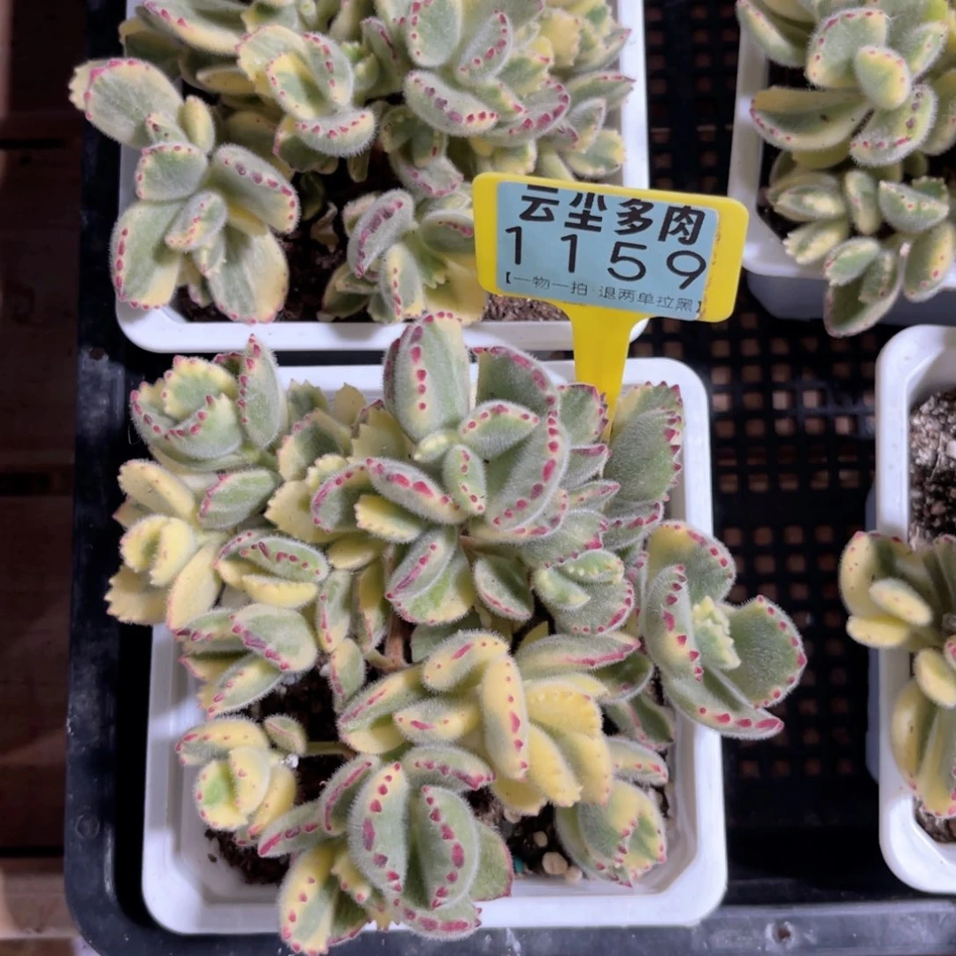 云尘多肉一物一拍1159，