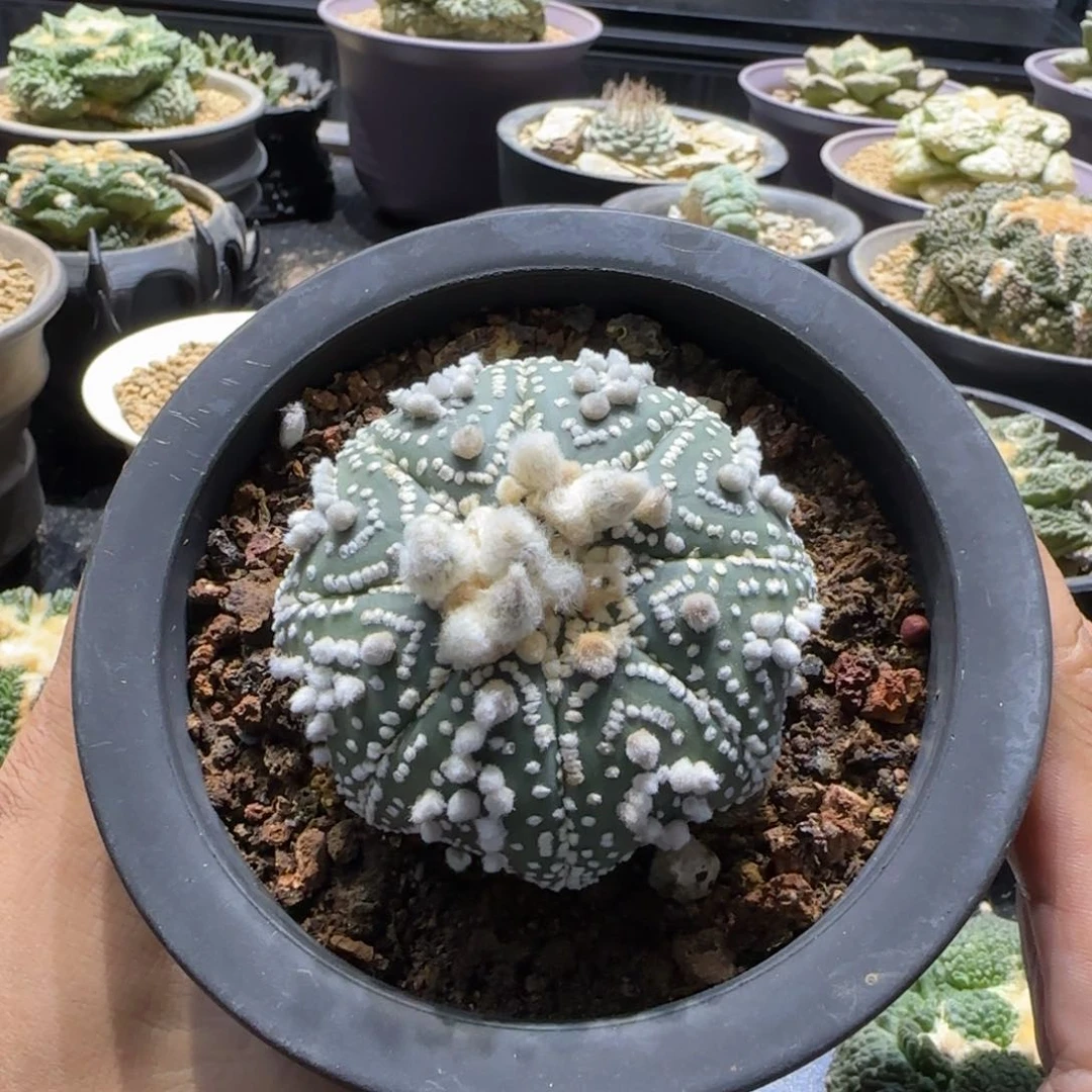 鞍*狼一物一拍所见即所得