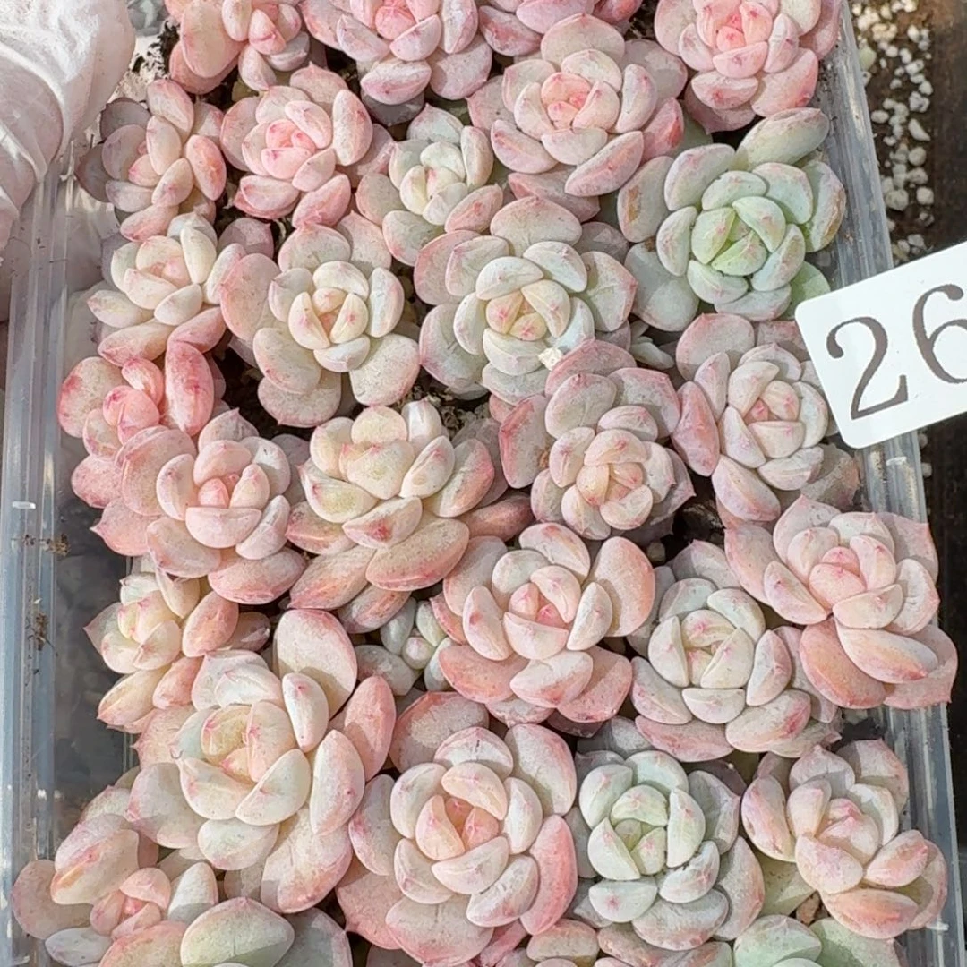 福***桃多肉植物多肉植物264