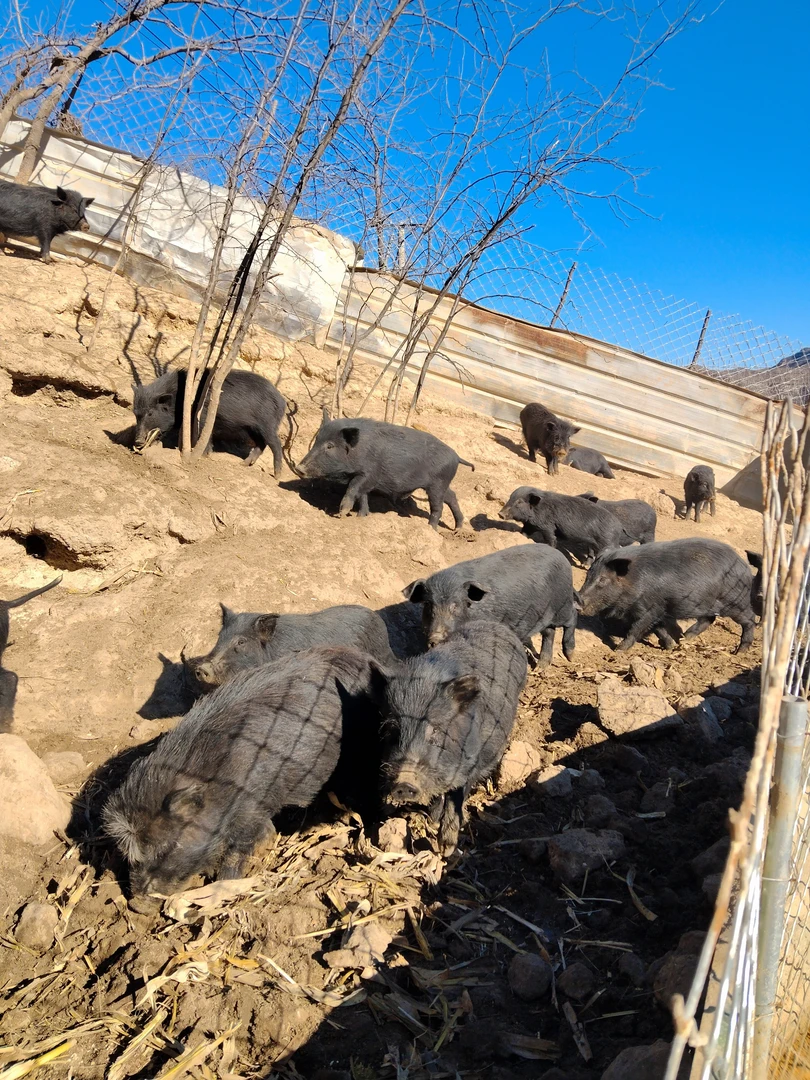 太行山藏香猪五花肉