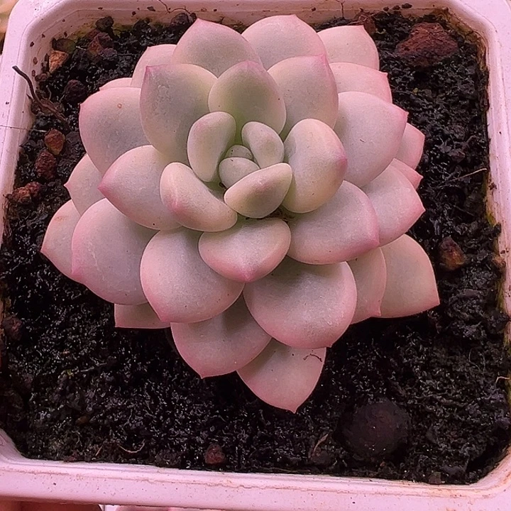 香水了锦多肉植物