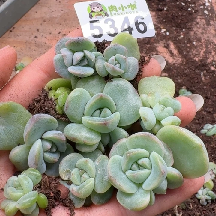 多肉植物多头植物