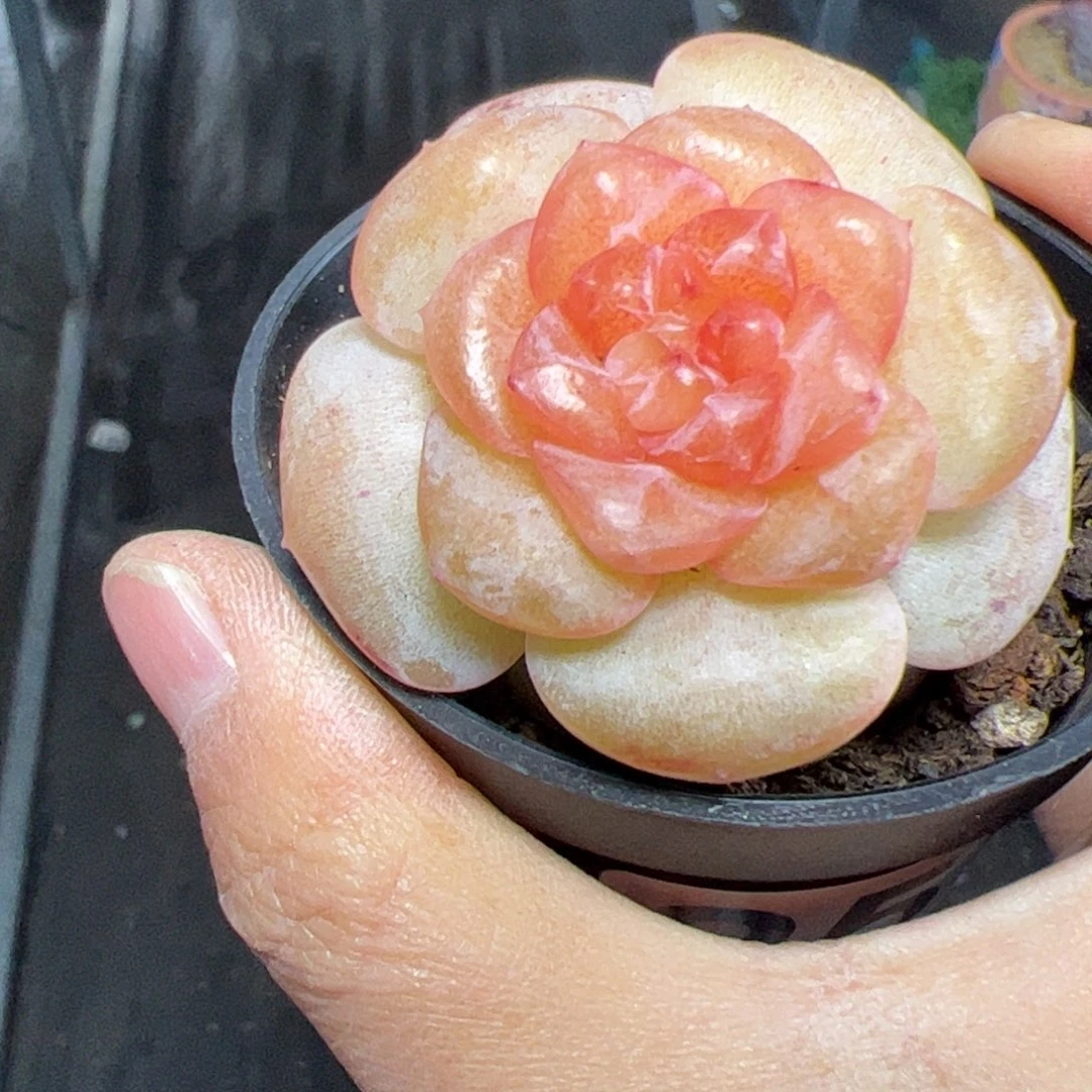 253 满38包邮多肉植物