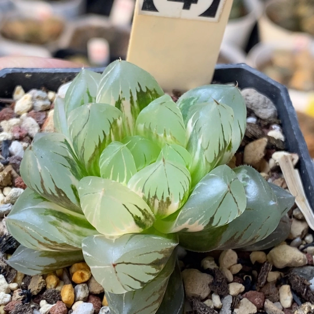 65号水晶x冰川玉露锦