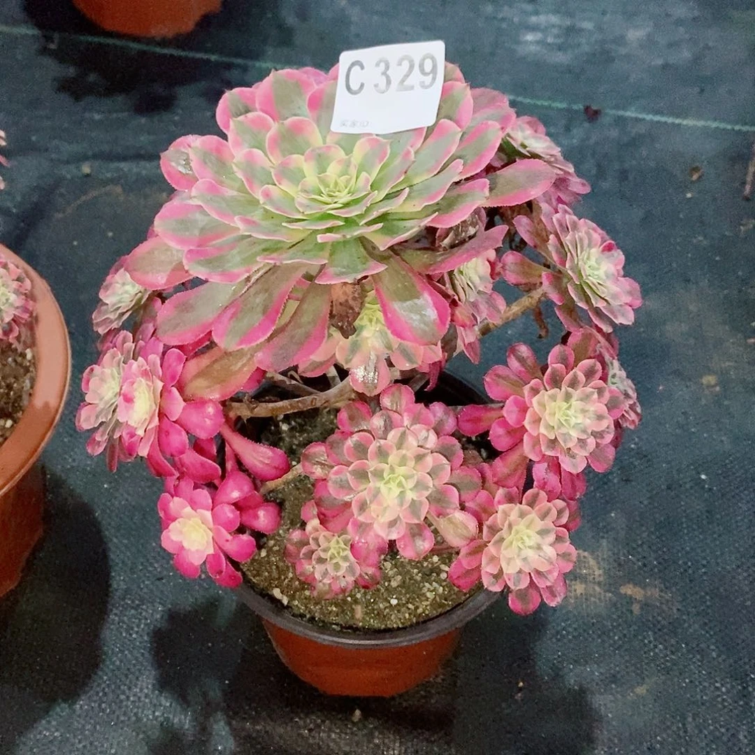 红铜白329多肉111111
