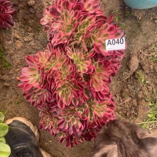 040粉女巫缀化30厘米