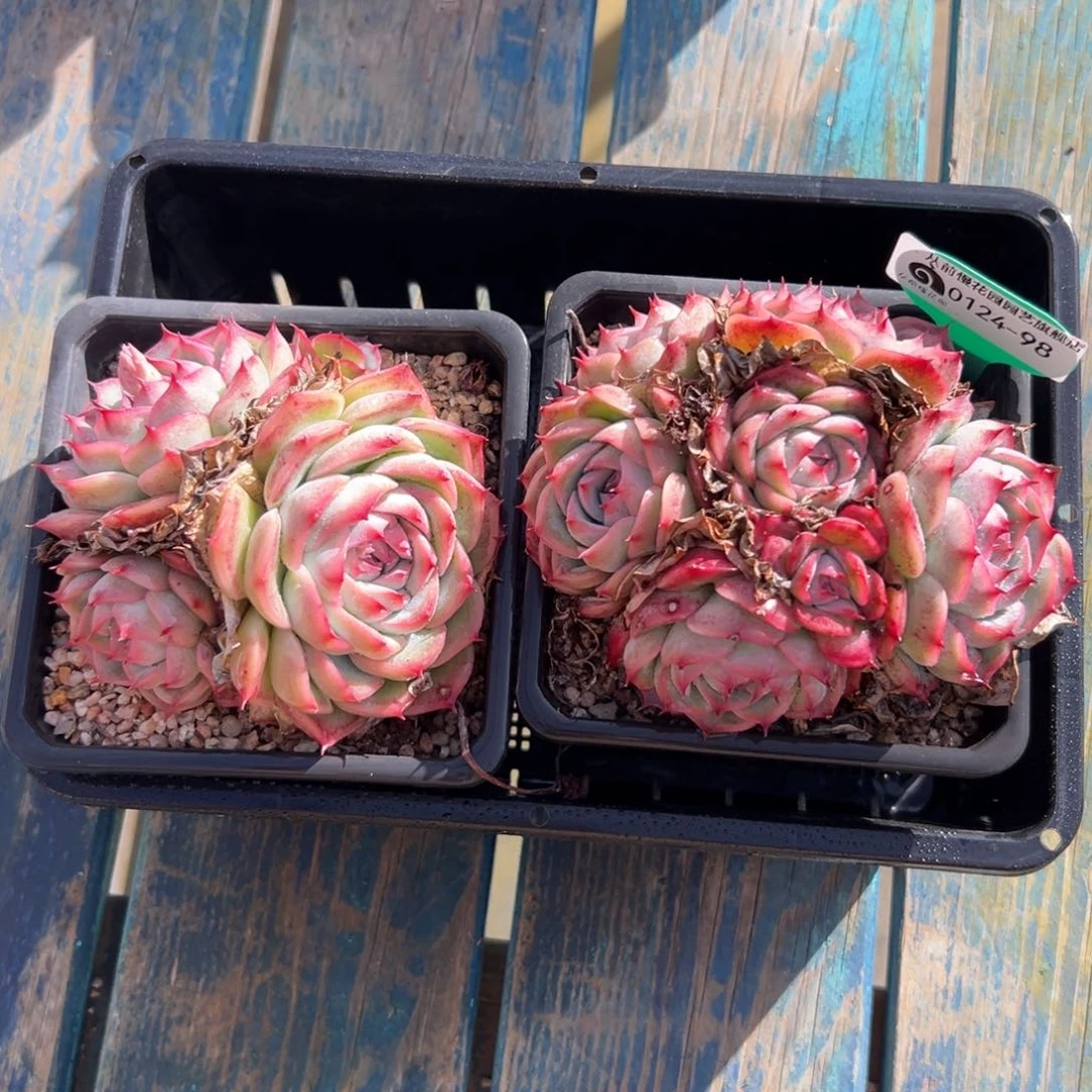 多肉一物一拍0124--98