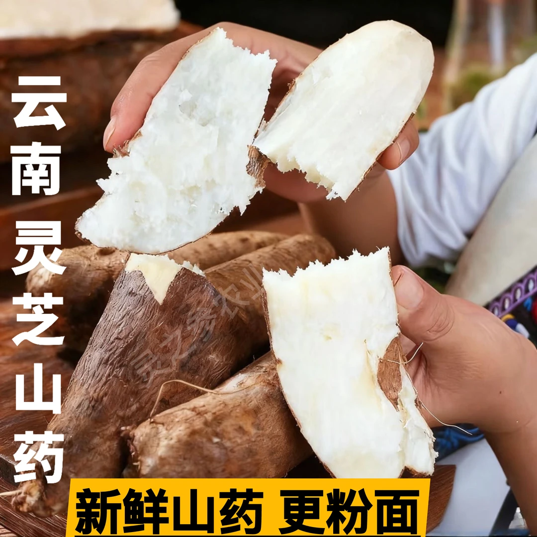 【云南特产】灵芝山药云南山药新鲜采挖粉面山药煲汤更香