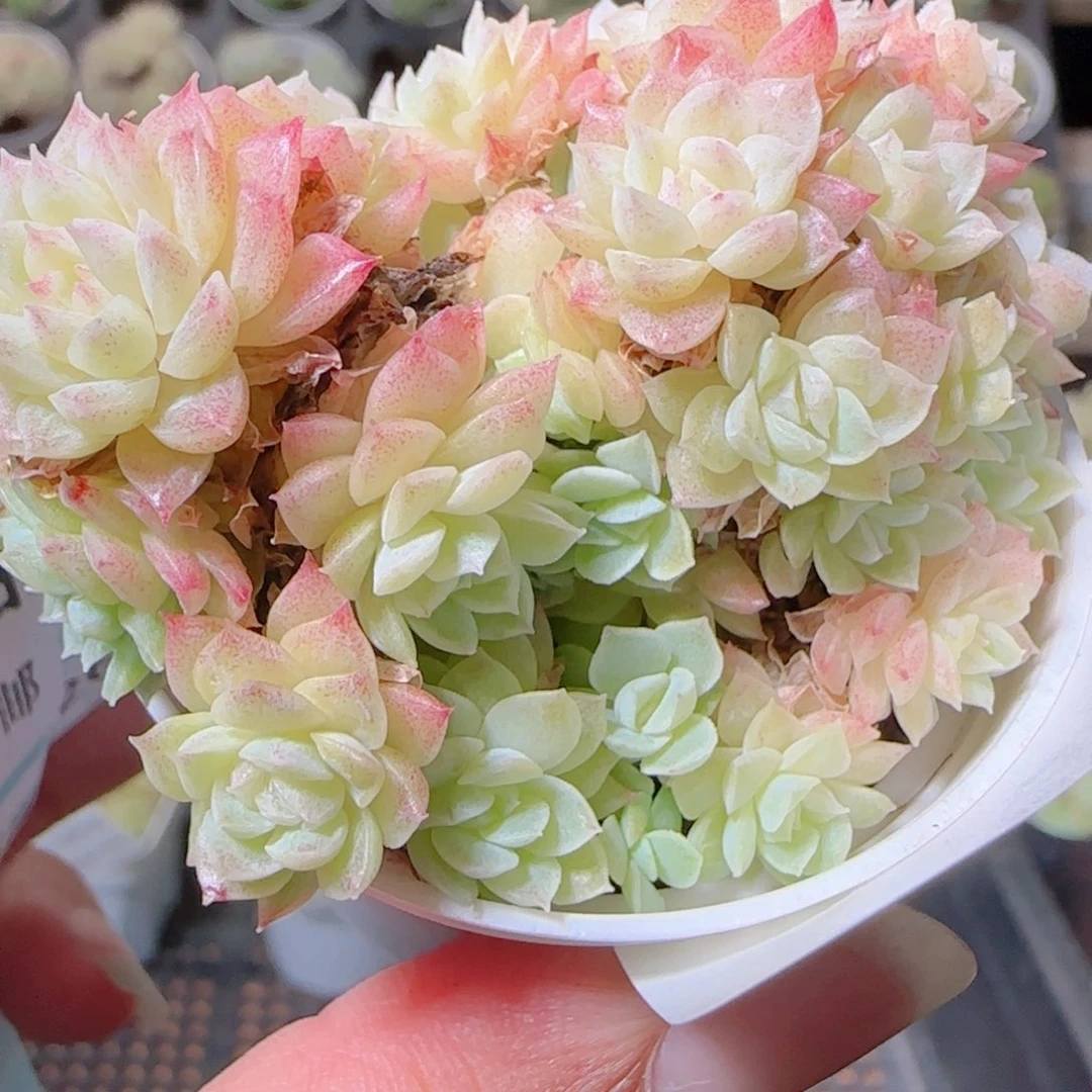 花语逸镜1026-3869散