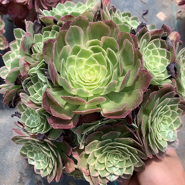 325水蜜桃多肉植物