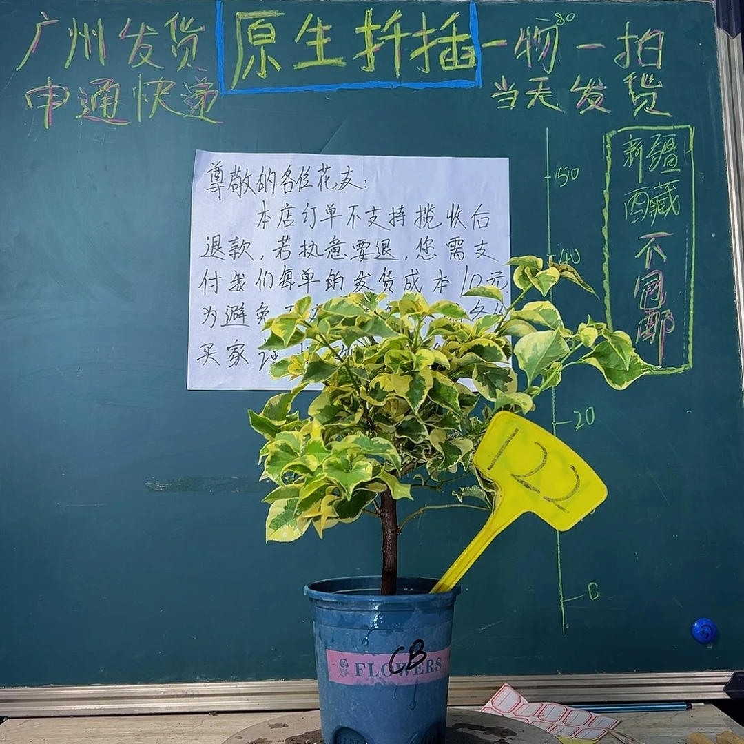 当前无花栽培后可以开花橙冰 粗杆 122