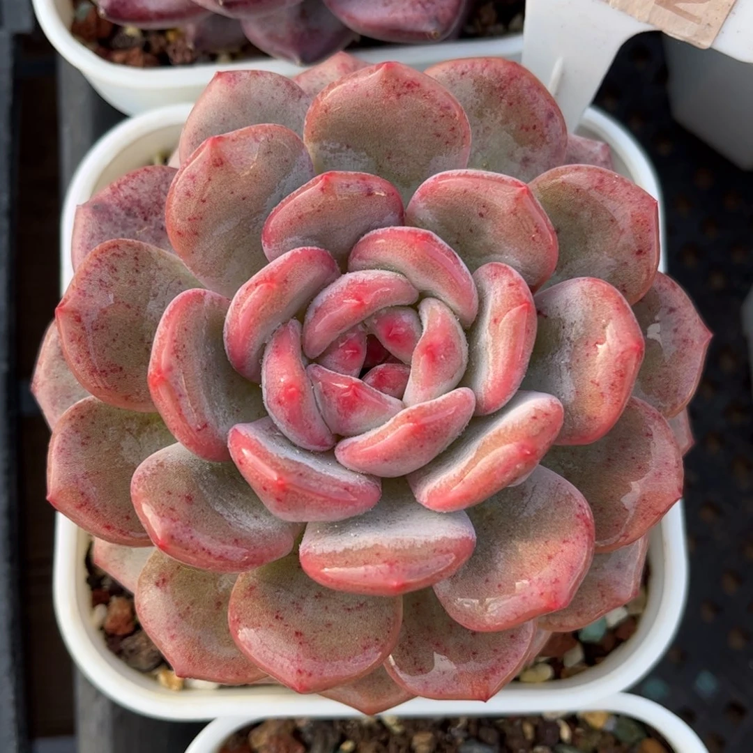 多肉植物3402 满30包邮