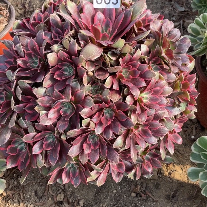 无花朵003多肉植物浣纱