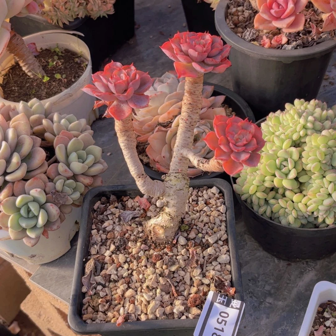 泪无痕多肉植物0518