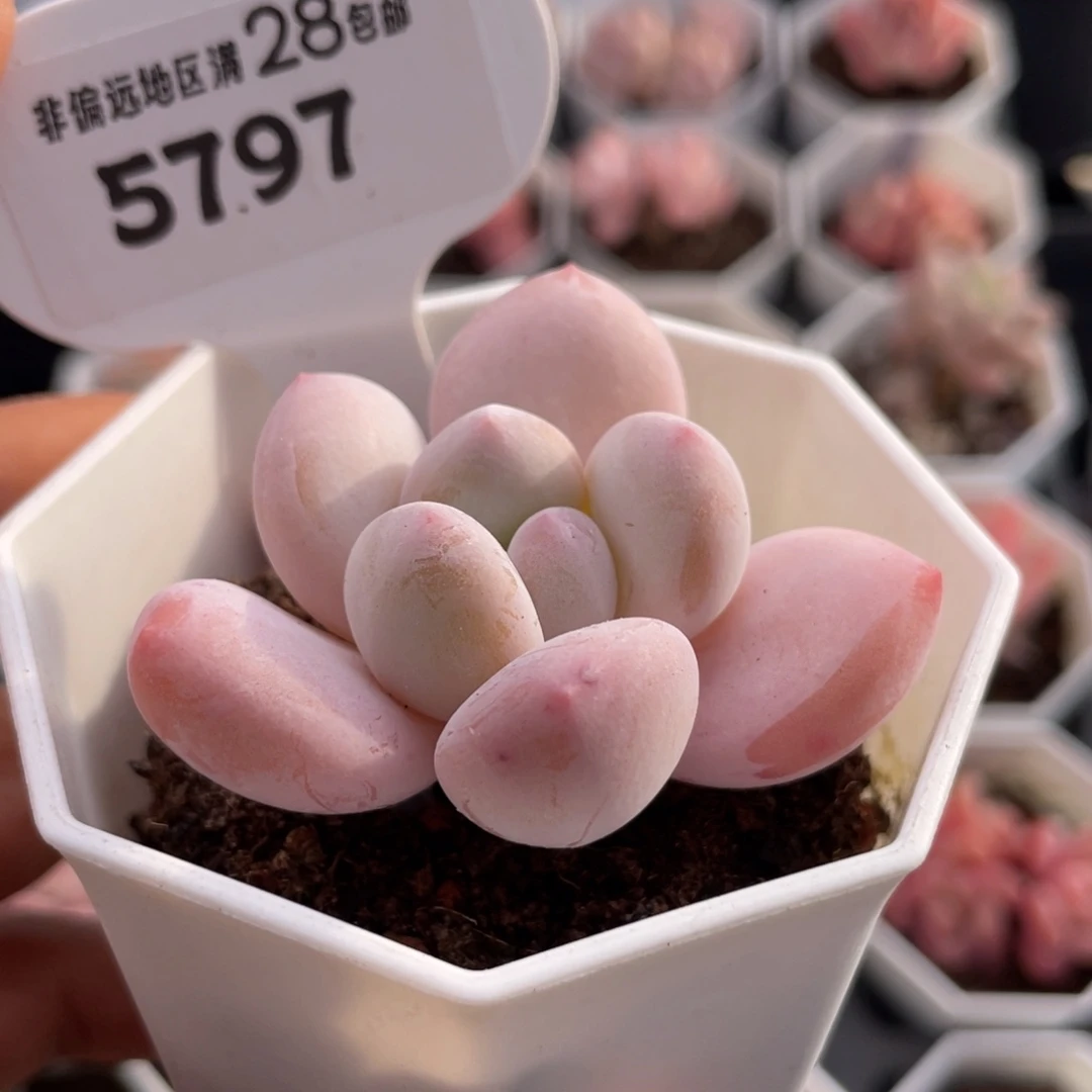 香水5797-5.0厘米