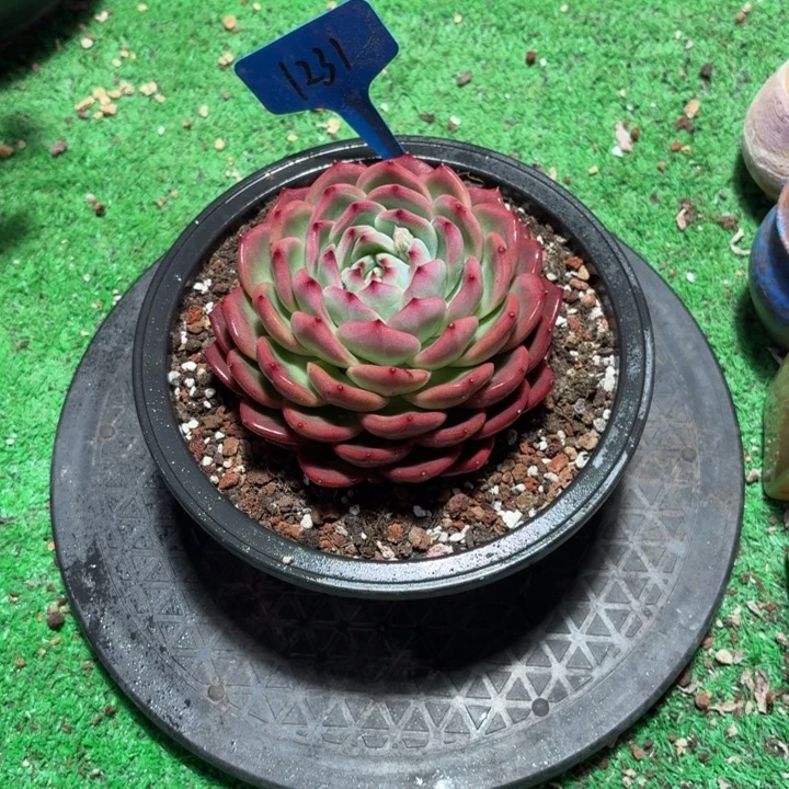 1231说军事基地会觉得很多很多