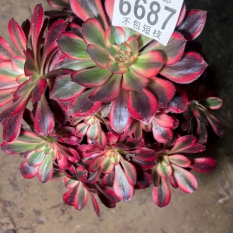 香丽多肉植物法师6687