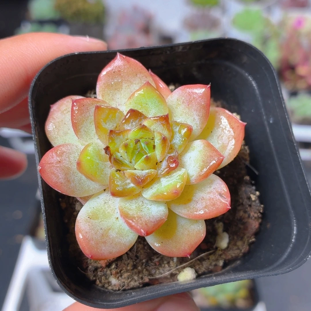 草莓果酱多肉9.9包邮发货