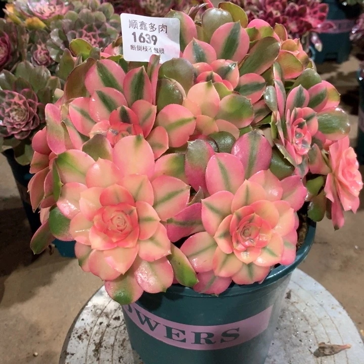 1639香妃多肉植物