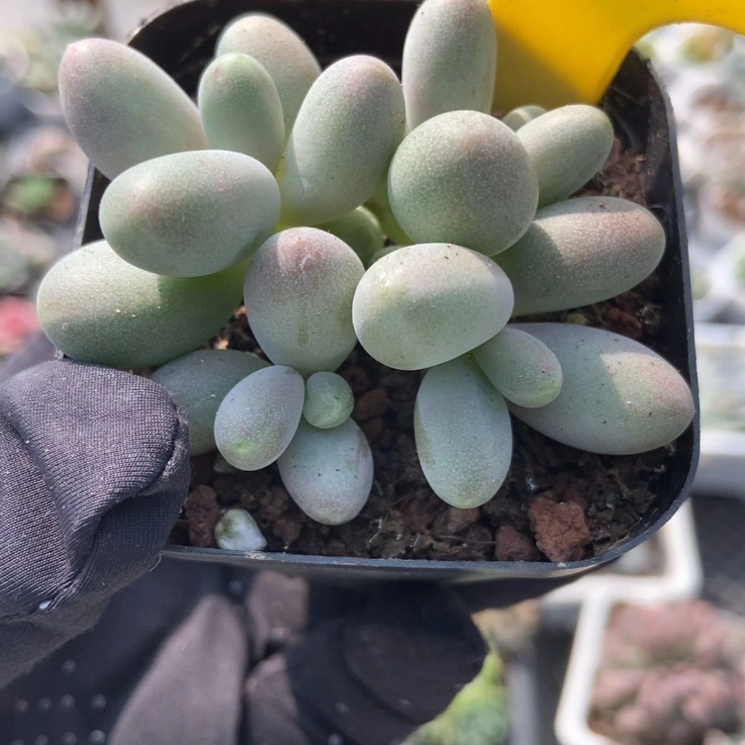 944糖果美人多肉植物