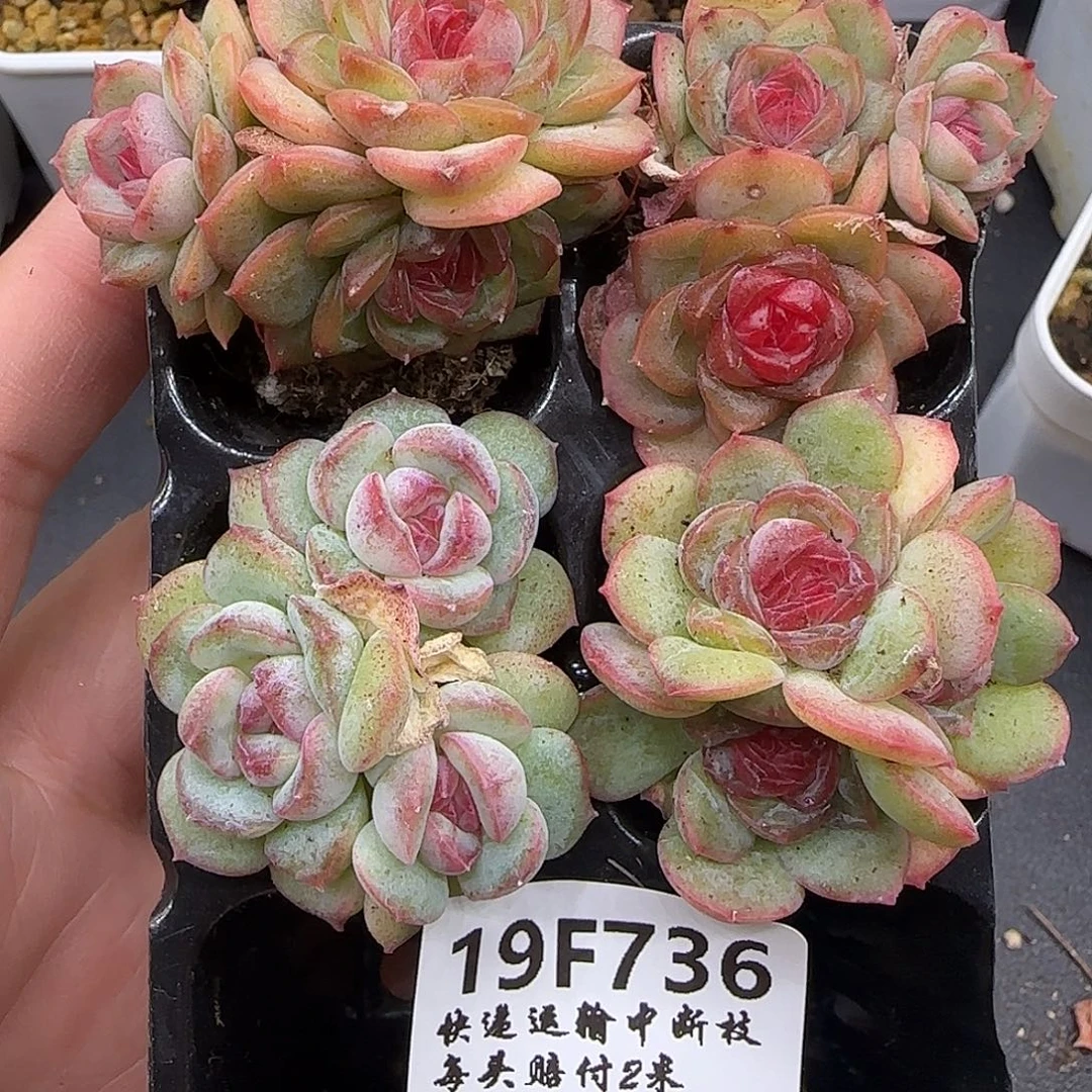 欣***悦736四颗不保整【满29包邮非偏远】