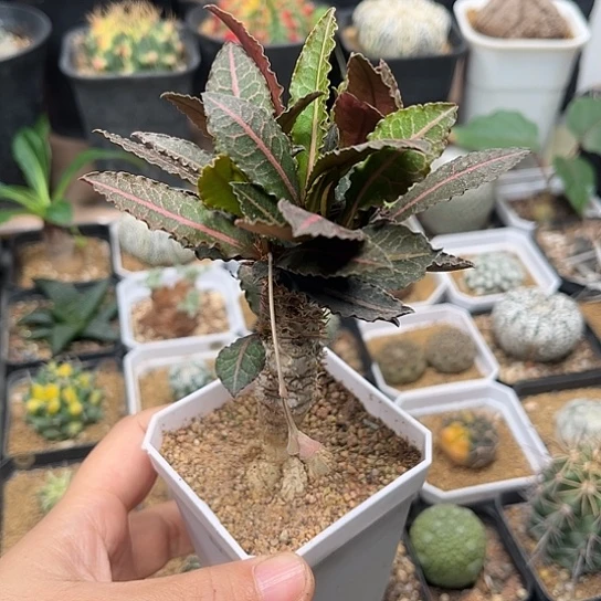 无花朵块根彩叶麒麟一颗