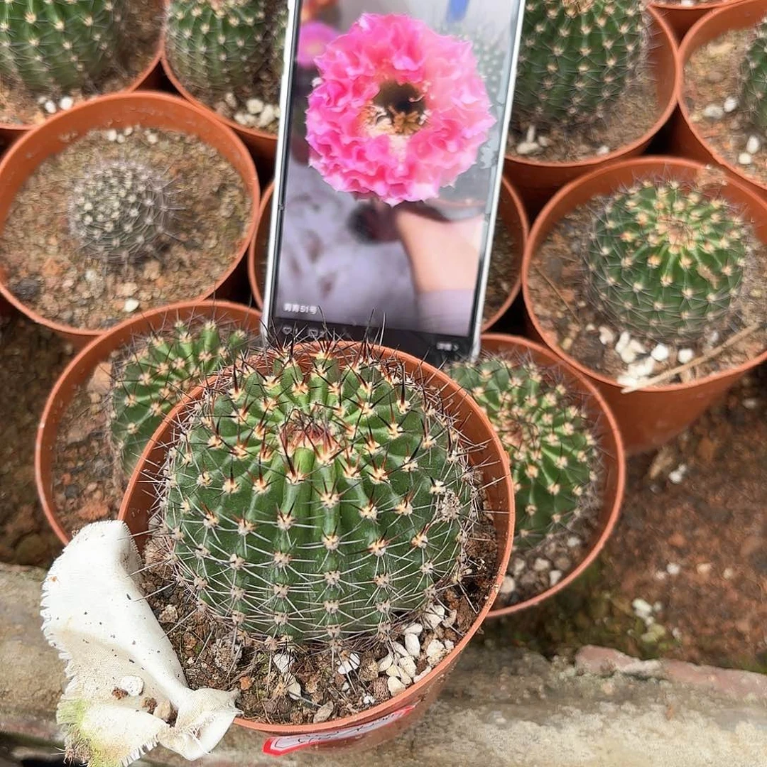 小*疼彩草51号6.7公分左右