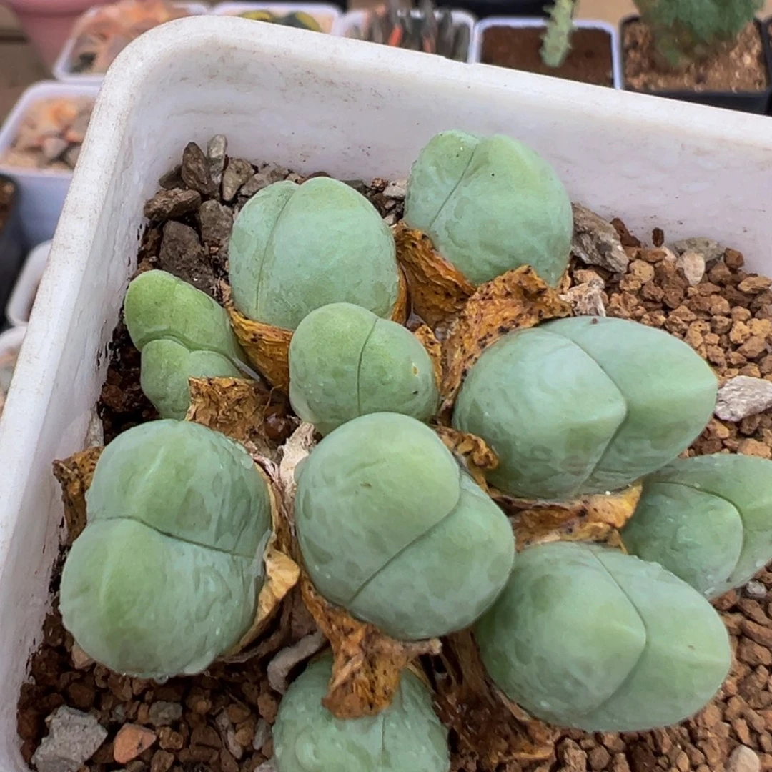 105多肉植物百科植物