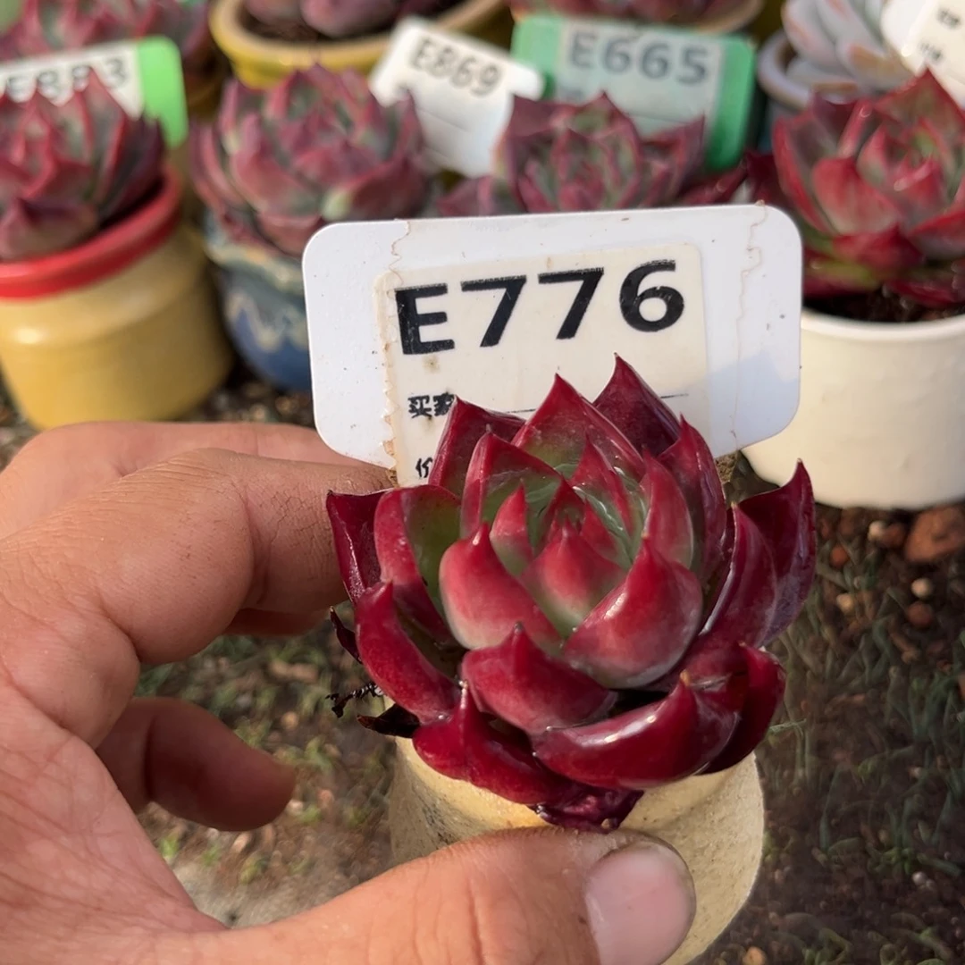 惊鸿一瞥776好多肉