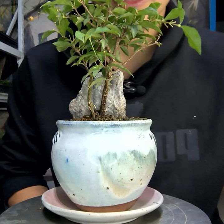 杨*华中青园艺一物一拍175