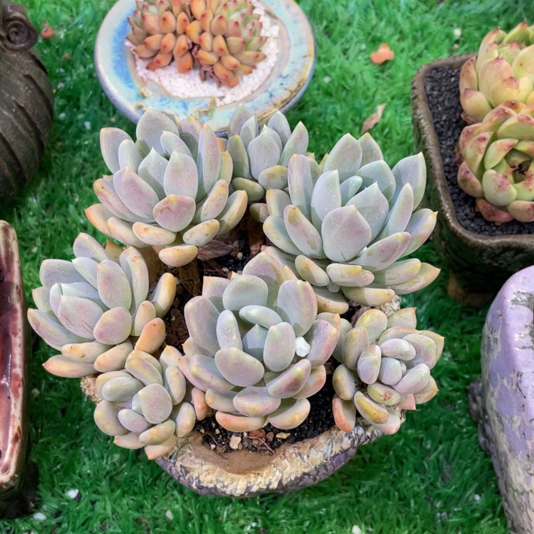 胖美人多肉植物盆栽