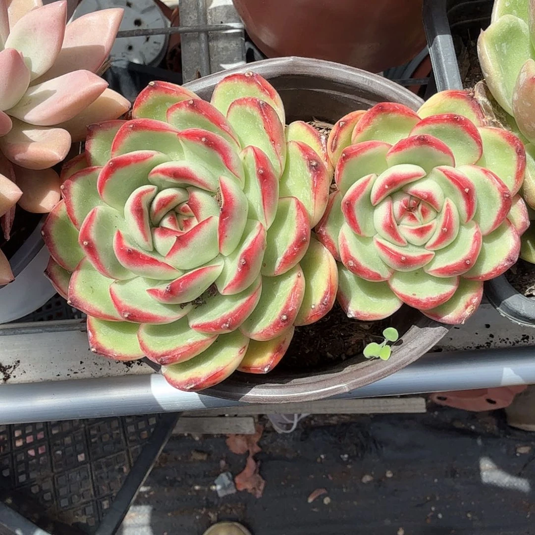 万宝路双头多肉植物