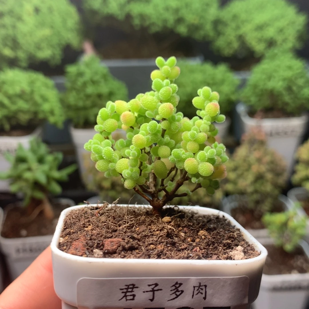 597蜜橘。