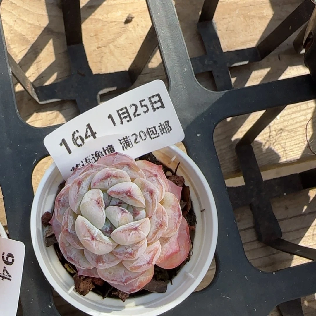 花语逸镜0125-164