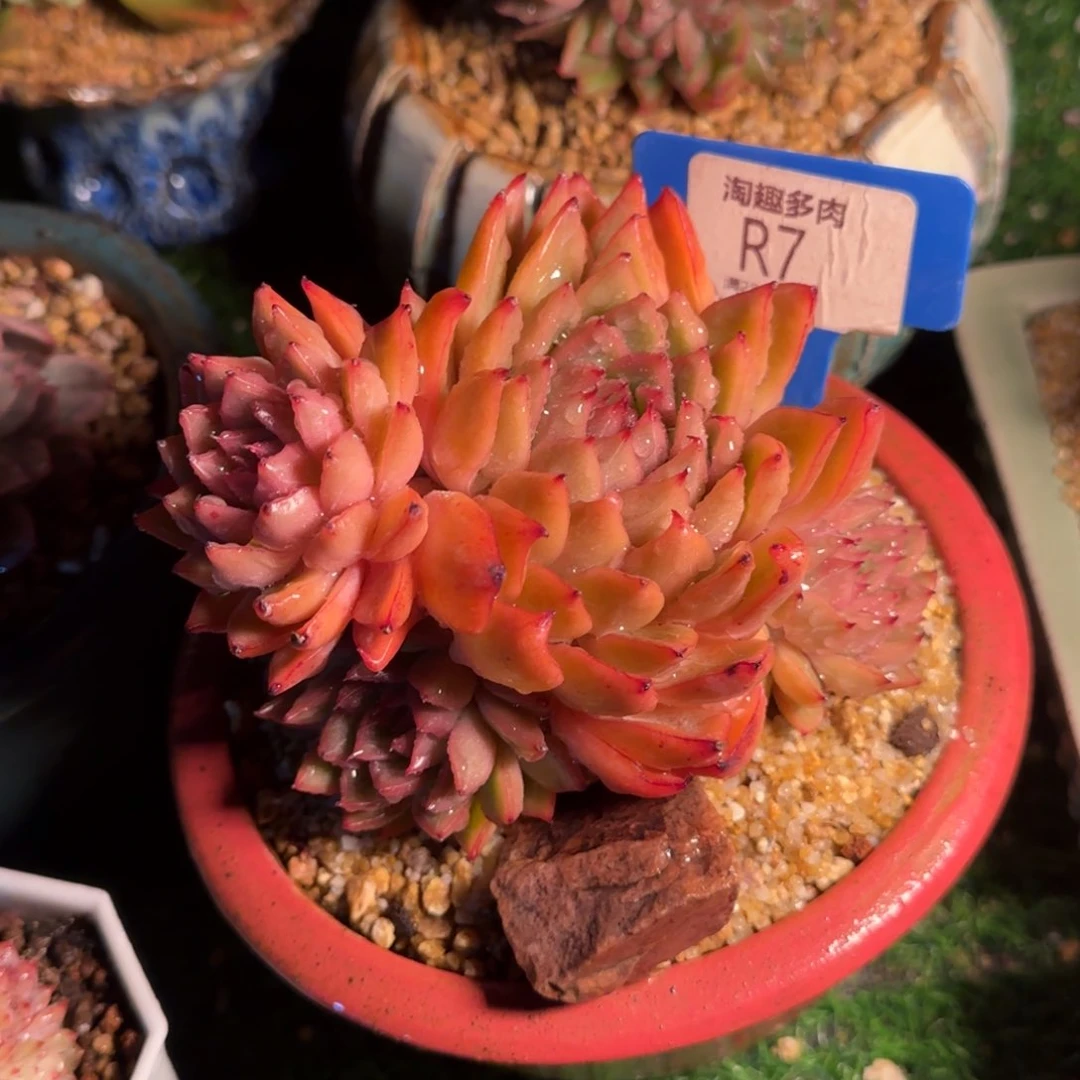 ?***?多肉植物雪花蒸馏杂红丸