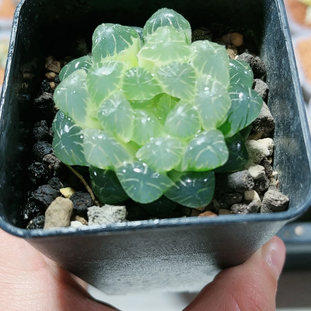 【闪购商品】六****）湖水玉露