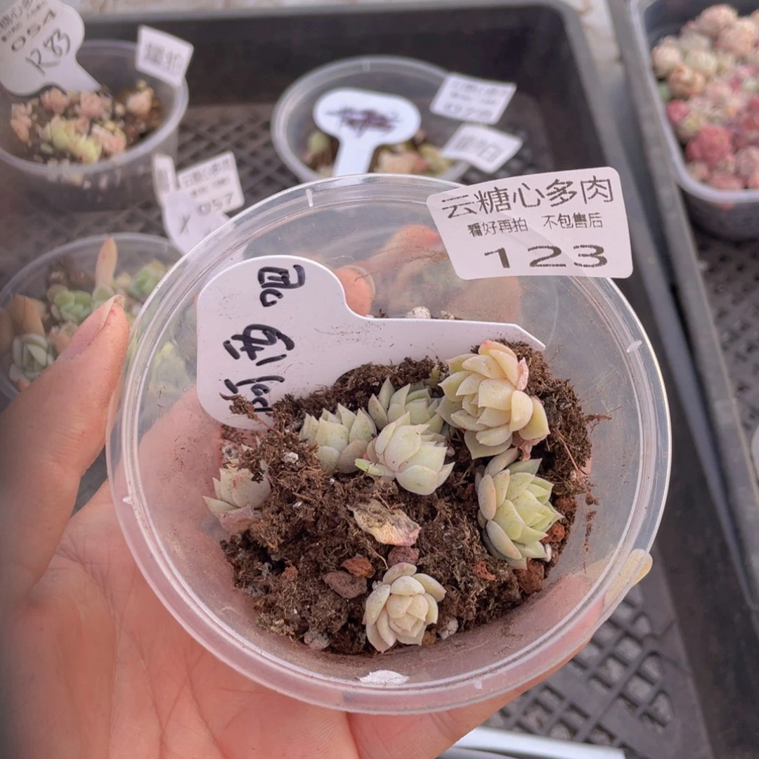 云糖心多肉植物123