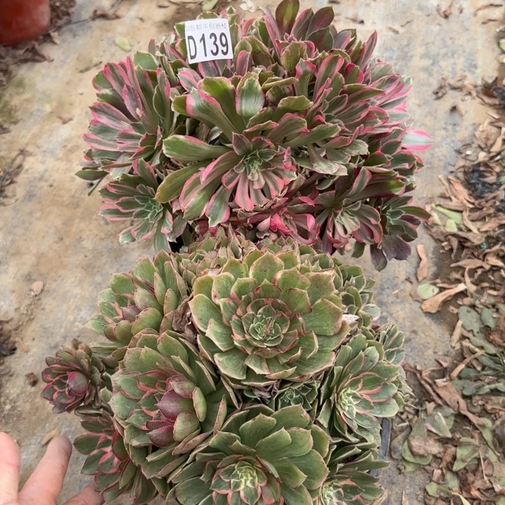 139号……2颗……多肉植物……