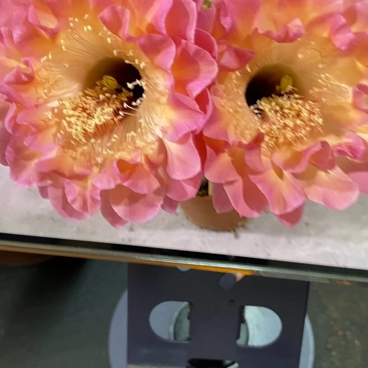 香香小桃红群身9公分左右