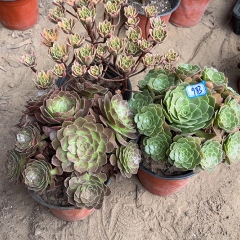 983多肉植物组合，