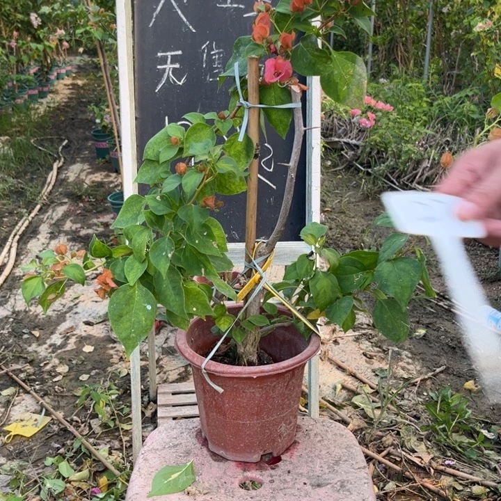 无花朵三角梅三角梅1277