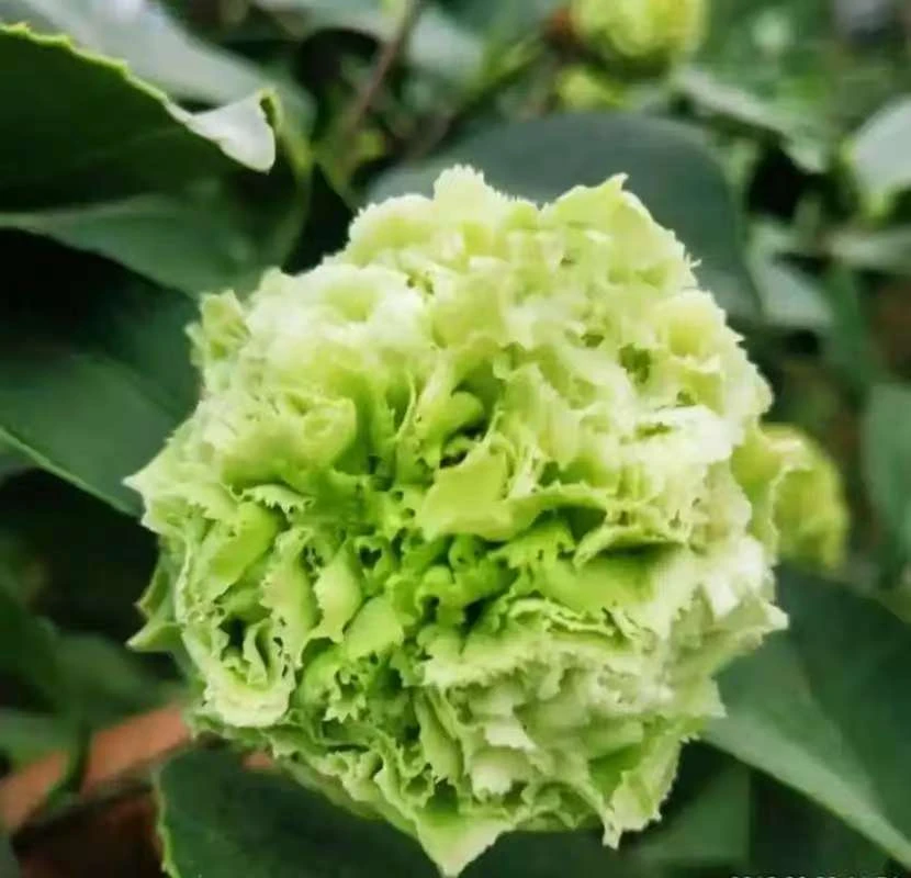 绿可娜茶花树苗盆栽带花苞植物玫瑰花好养山茶花苗四季开花绿可娜