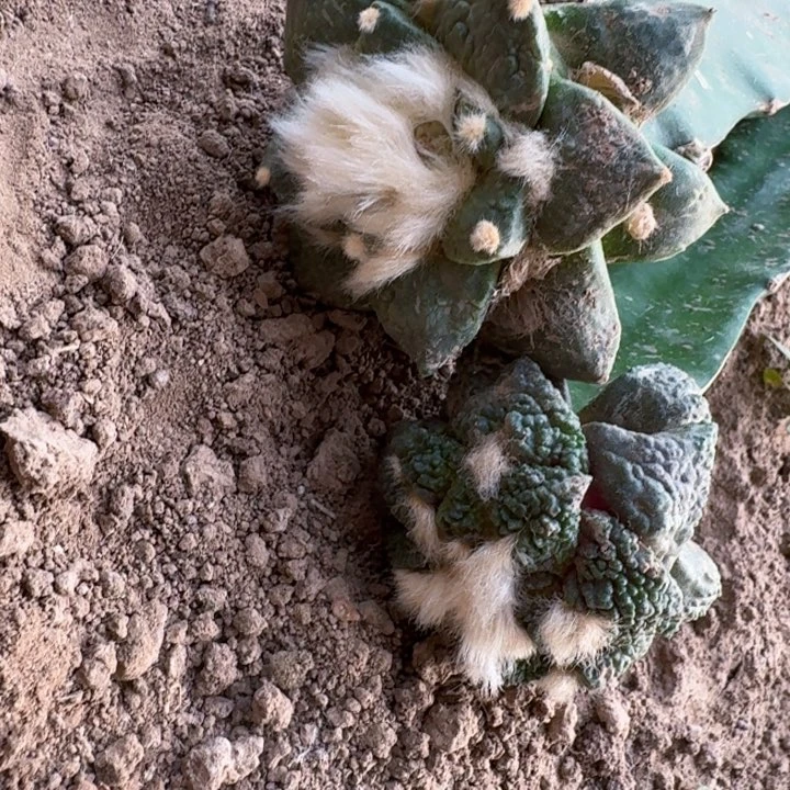 457两个牡丹仙人球