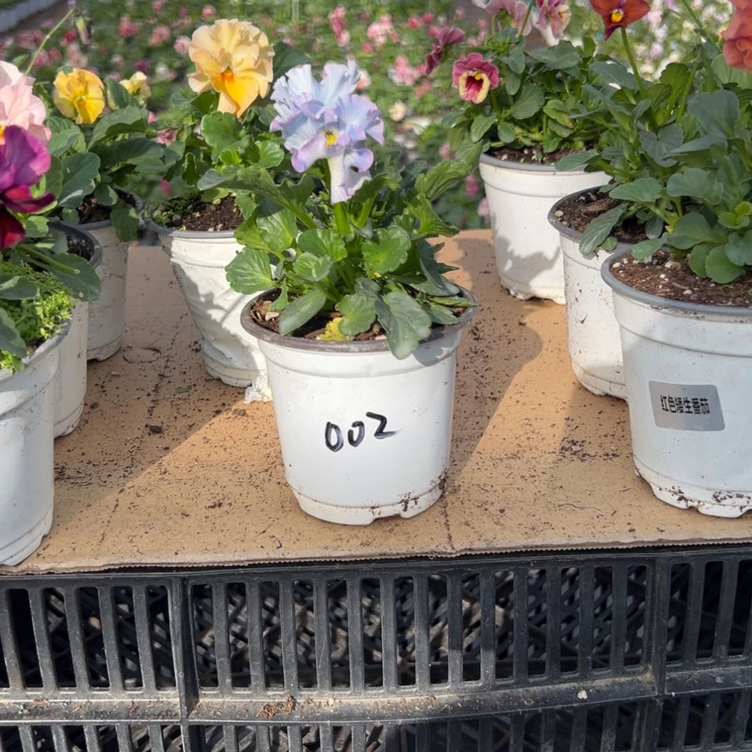 【闪购商品】完全开放002号