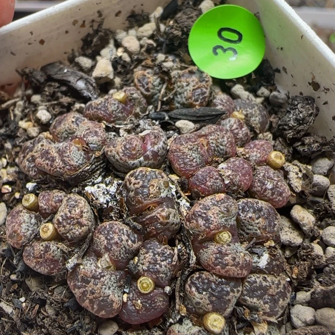 18头漂亮多肉植物30