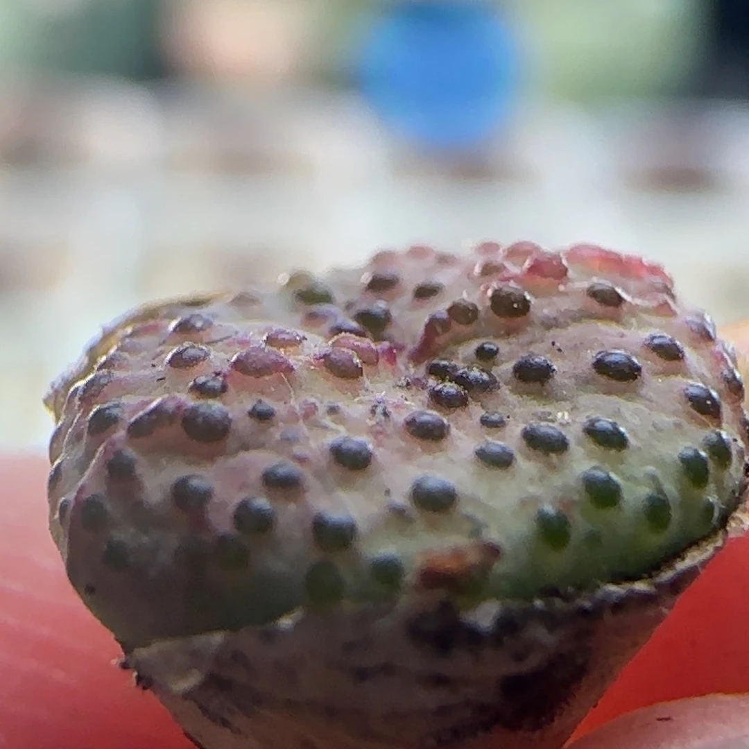 0417/火龙果安贞/