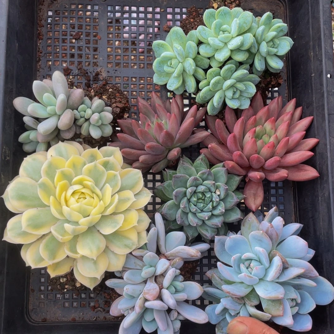 一筐组合多肉植物